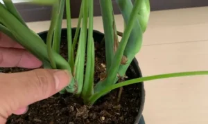 モンステラの株分けで切る位置を判断するため茎の付け根と株元を確認している様子