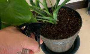 モンステラの株分け前後に株元の水分を確認しながら霧吹きを使う様子