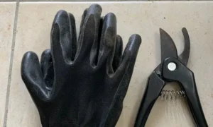 モンステラの株分けに使用する園芸用手袋と剪定ばさみ