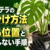 モンステラの株分け方法と切る位置を株元の拡大画像で示した解説