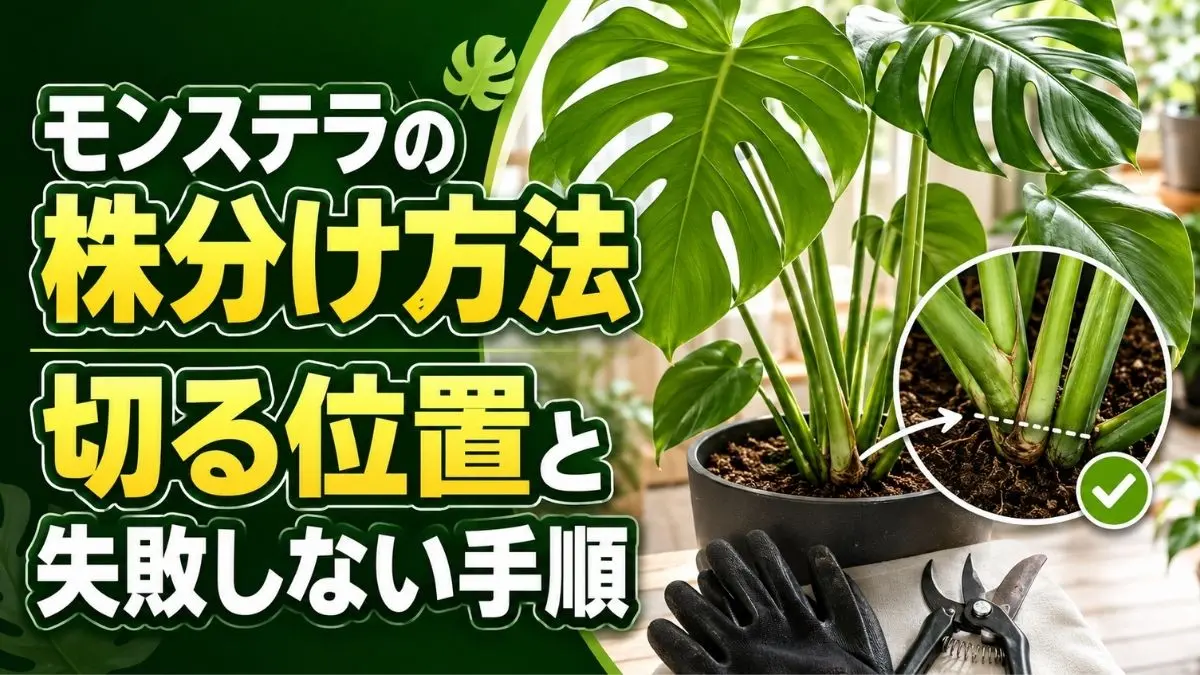 モンステラの株分け方法と切る位置を株元の拡大画像で示した解説