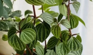 小さい観葉植物として室内で育てられている葉模様が特徴的なペペロミア