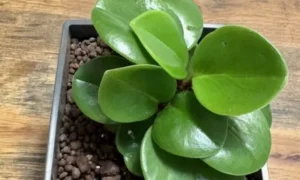 肉厚で丸い緑色の葉を持つ小さい観葉植物のペペロミア・オブツシフォリア