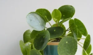丸い緑色の葉が特徴的な小さい観葉植物のピレア・ペペロミオイデス
