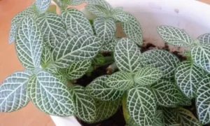 白い葉脈が特徴的な小さい観葉植物のフィットニアが鉢に茂っている様子