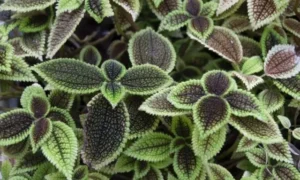 緑と赤紫色の葉模様が特徴的な小さい観葉植物のピレア・インボルクラタ