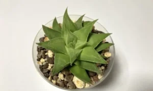 肉厚の緑色の葉がロゼット状にまとまった小さい観葉植物のハオルチア
