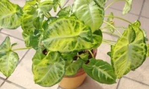 黄緑色と濃い緑色の葉模様が特徴的な小さい観葉植物のシンゴニウム
