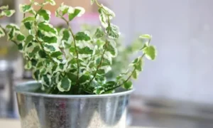 白と緑の斑入り葉が特徴的な小さい観葉植物のフィカス・プミラ
