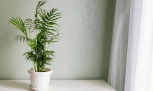 白い鉢に植えた小さい観葉植物のテーブルヤシを室内の窓辺で育てている様子