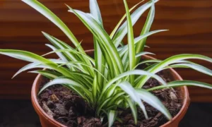 白と緑の斑入り葉が特徴的な小さい観葉植物のオリヅルラン