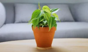 ハート形の緑色の葉を持つ小さい観葉植物のフィロデンドロン
