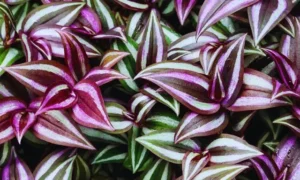 紫と銀白色の縞模様が特徴的な小さい観葉植物のトラデスカンチア・ゼブリナ