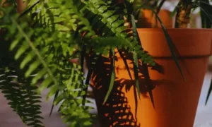 細かな緑色の葉をふんわり広げる小さい観葉植物のネフロレピス