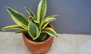 黄色い斑入り葉をロゼット状に広げる小さい観葉植物のサンスベリア・ハニー