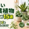 小さい観葉植物おすすめ15選として室内に飾りやすいミニ観葉植物を紹介するアイキャッチ画像