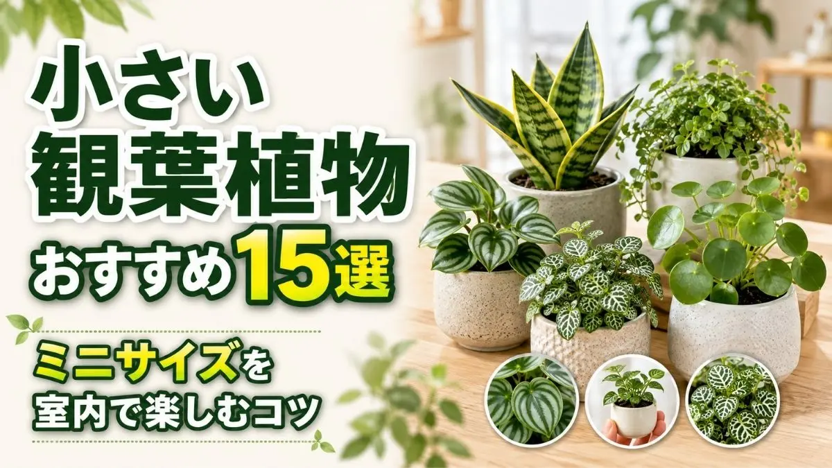 小さい観葉植物おすすめ15選として室内に飾りやすいミニ観葉植物を紹介するアイキャッチ画像