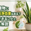 観葉植物の空気清浄効果と限界を解説するサンスベリアのアイキャッチ画像