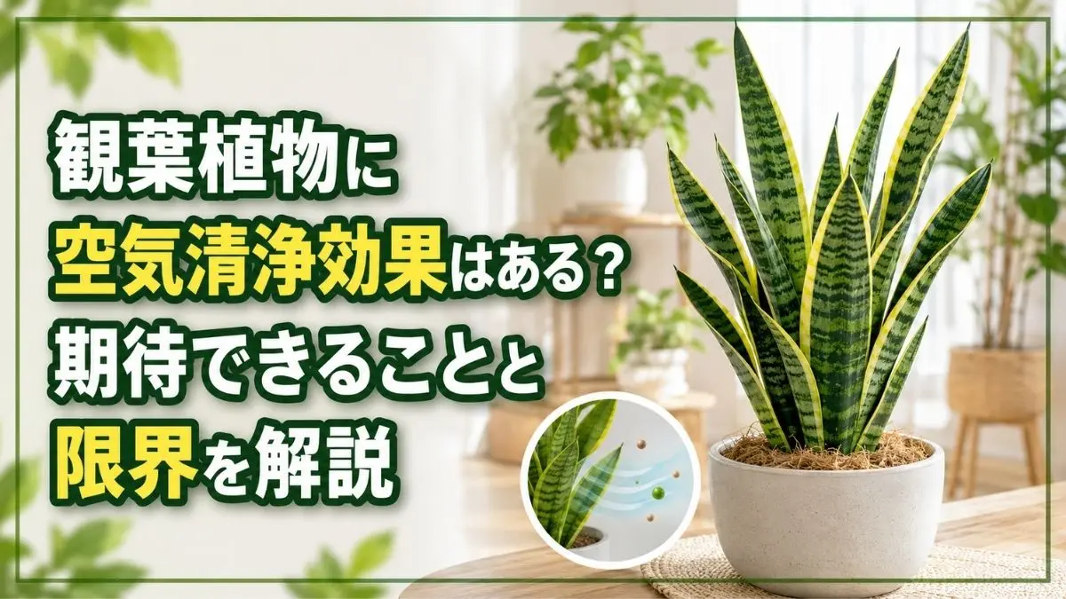 観葉植物の空気清浄効果と限界を解説するサンスベリアのアイキャッチ画像