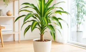 室内の明るい場所で育てている鉢植えのドラセナ・マッサンゲアナ(幸福の木)