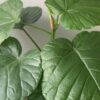 室内で育てているウンベラータの大きな緑色の葉と新芽